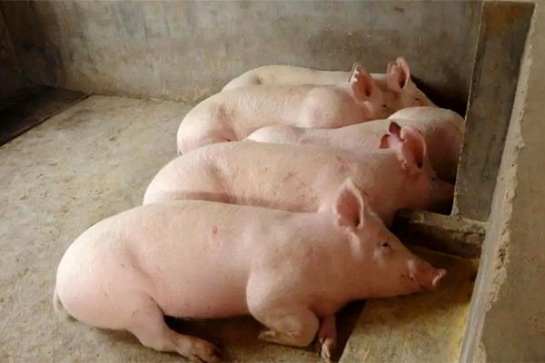肉豬想要健康快速生長，沸石一定要了解一下
