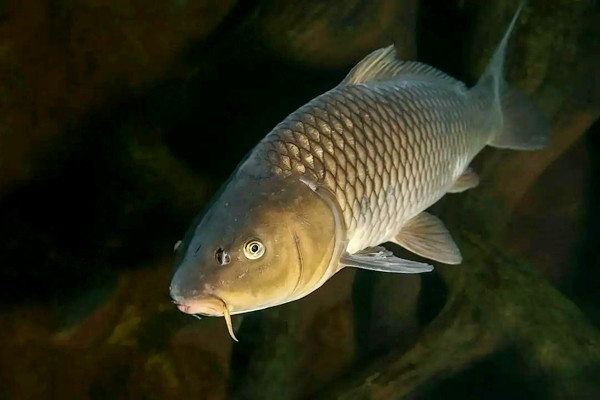 養(yǎng)哪種魚(yú)可以放沸石粉？又如何使用呢？