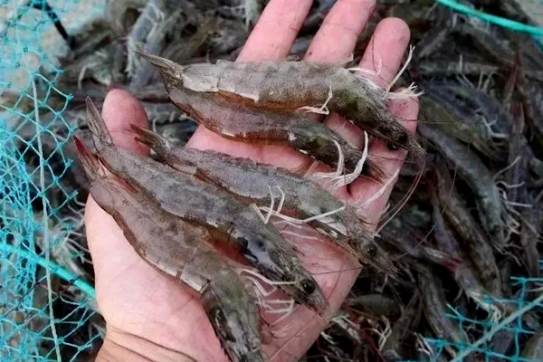沸石粉對蝦養(yǎng)殖使用禁忌-國投盛世