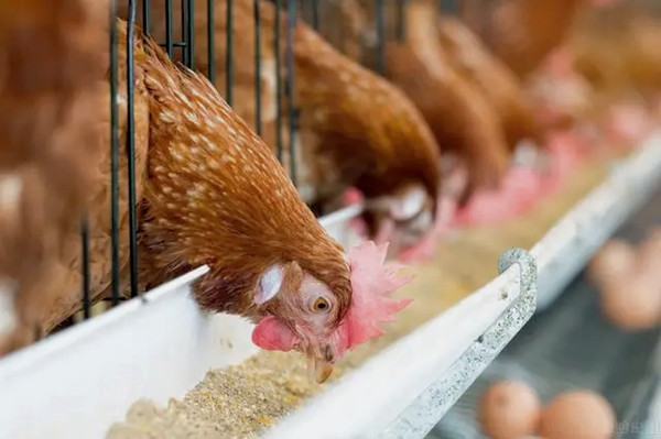 沸石粉用作飼料添加劑有什么優(yōu)點(diǎn)？