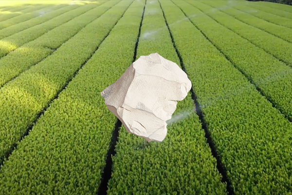 增產(chǎn)茶葉用天然沸石是否可行？