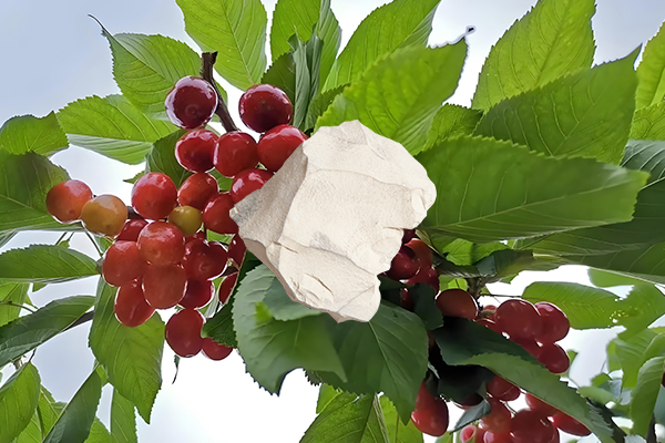 想為櫻桃增產(chǎn)用天然沸石怎么樣？-國投盛世