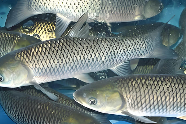 天然沸石在養(yǎng)殖草魚時(shí)的作用如何？
