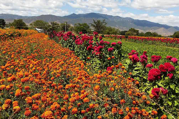 花卉種植為什么會(huì)用入沸石？-國(guó)投盛世