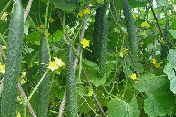 種植黃瓜為什么要用沸石？-國投盛世