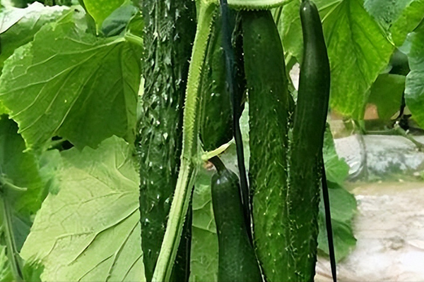 種植黃瓜用多大粒徑的沸石？