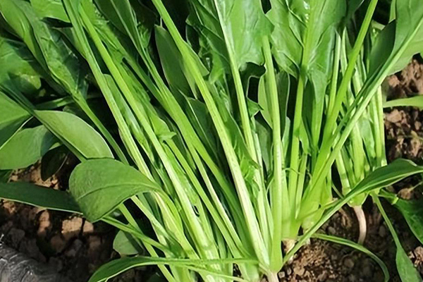 沸石能否對菠菜的種植進行增產(chǎn)？