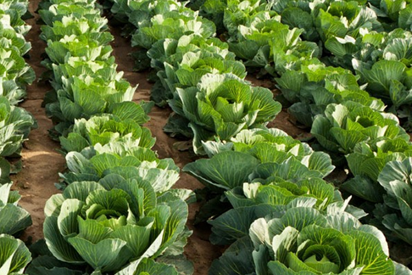 為什么在種植甘藍(lán)時添加沸石能促進(jìn)生長？