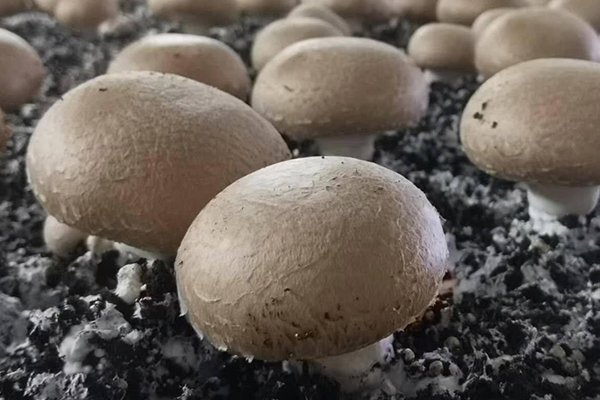種蘑菇時(shí)加入沸石真的能夠有效提升產(chǎn)量嗎？-國投盛世