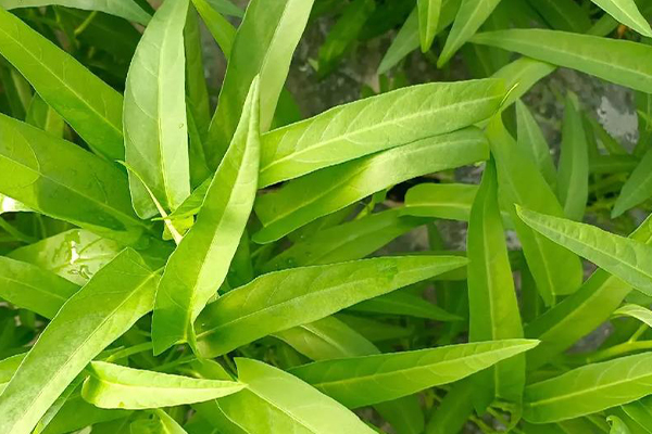 沸石能否助力空心菜產(chǎn)量提升？-國投盛世