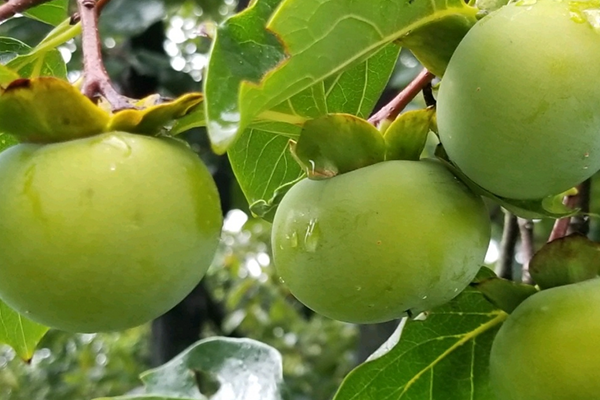 沸石對(duì)柿子增產(chǎn)有幫助嗎？
