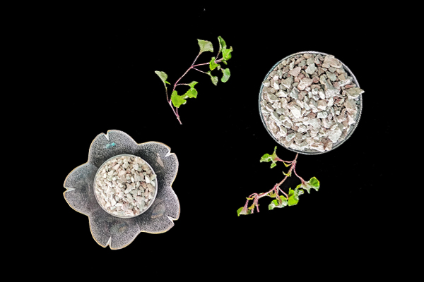 沸石能用在油葵種植上嗎？-國(guó)投盛世