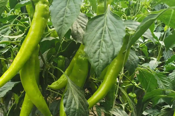 尖椒種植能否因沸石而受益？