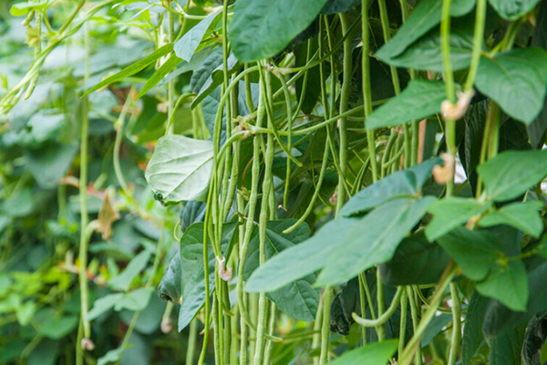 沸石能提升豇豆種植效果嗎？