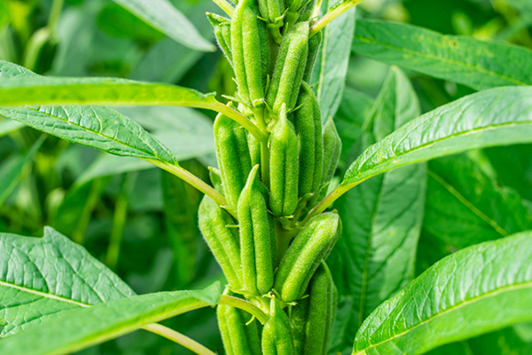 芝麻種植能否借助沸石提升品質(zhì)？