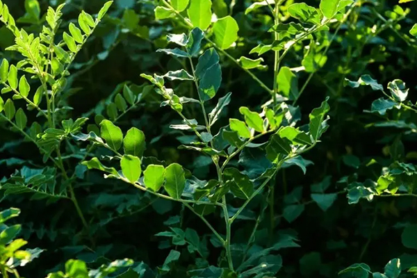甘草種植時(shí)添加沸石能增產(chǎn)嗎