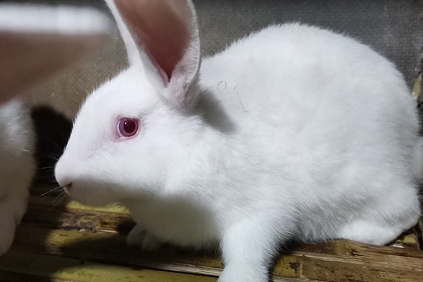 飼養(yǎng)家兔時(shí)可以使用沸石嗎？