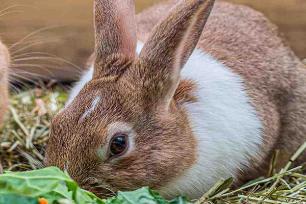 沸石在家兔飼料中應用效果如何？-國投盛世