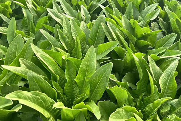 種植油麥菜時(shí)為何加入沸石能增產(chǎn)？