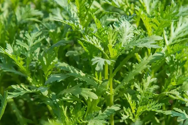 為什么種植茼蒿時加入沸石能增產(chǎn)？