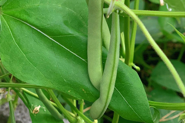 種植四季豆時(shí)加入沸石能提高產(chǎn)量嗎？-國投盛世