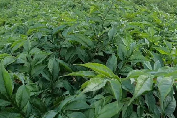 種植魔芋時加入沸石能提高產(chǎn)量嗎？