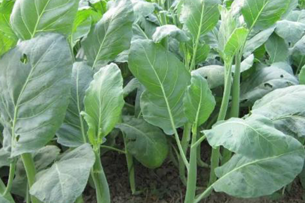 為何在種植芥藍(lán)時(shí)選擇添加沸石？
