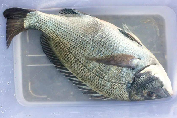 養(yǎng)殖鯛魚時(shí)為何沸石是不可或缺的助手?