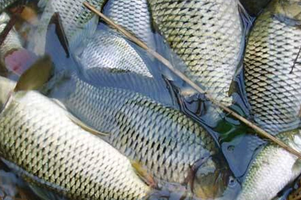 養(yǎng)淡水魚時添加沸石能提升水質(zhì)嗎？