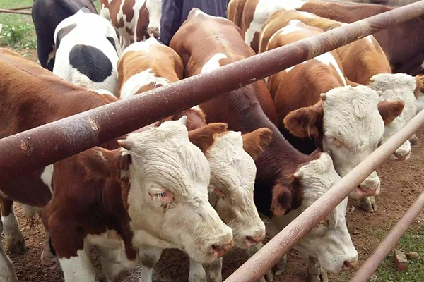 沸石能改善黃牛飼養(yǎng)環(huán)境嗎？-國投盛世
