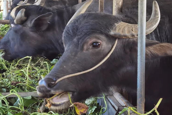 沸石能提升水牛飼養(yǎng)效率嗎？-國投盛世