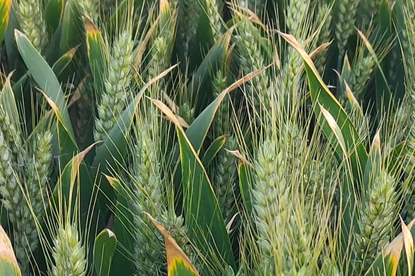 小麥種植時何時添加沸石效果最好？-國投盛世