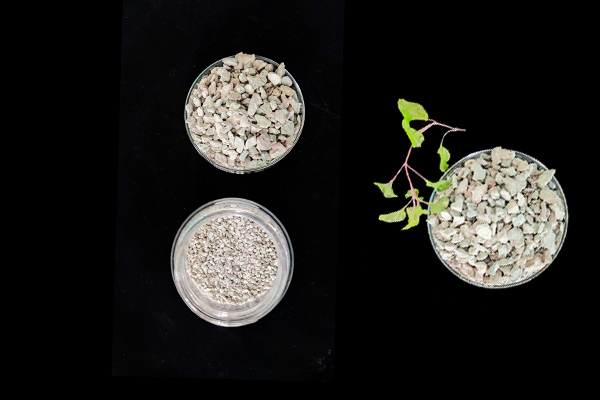 大豆種植何時添加沸石效果最佳？