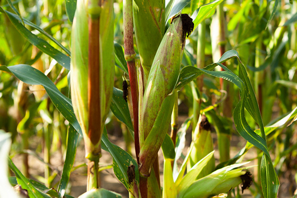 玉米種植何時(shí)添加沸石效果最佳？