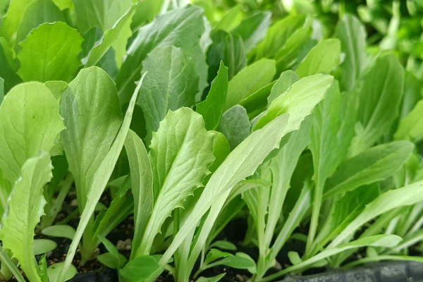 油麥菜育苗和種植時(shí)使用沸石帶來(lái)哪些好處？